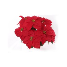WEATHERPROOF Red Velvet Poinsettia Bush With 7 - 12 Inch Heads (Lot of 1 Bush) SALE ITEM